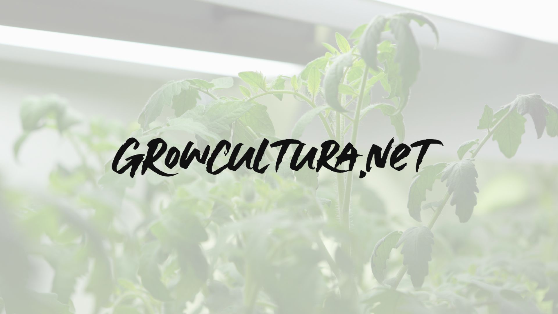Ver detalles de la Empresa Grow Cultura